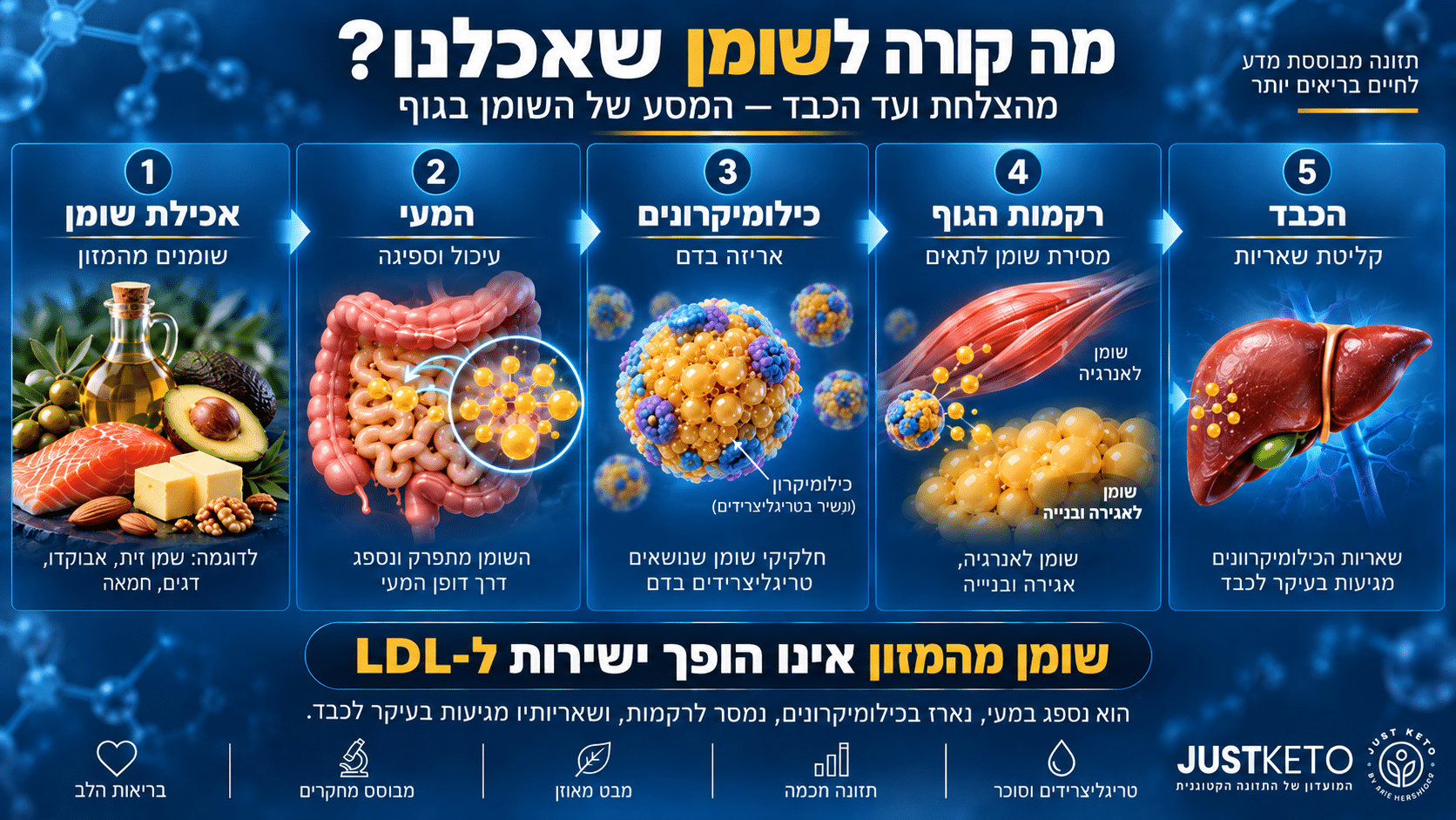 מסלול השומן מהמעי אל הרקמות והכבד