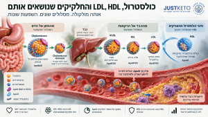 אינפוגרפיקה של מערכת הליפופרוטאינים: כילומיקרונים, VLDL, IDL, LDL, HDL וחלקיקי ApoB